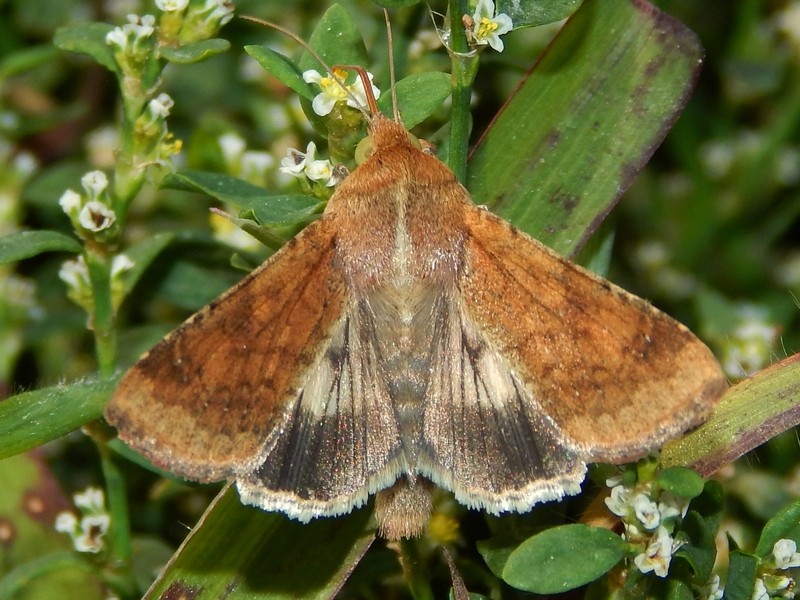 Aiuto ID: Helicoverpa armigera - Noctuidae